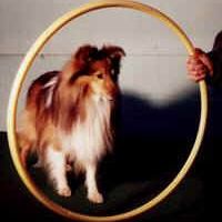 clickertraining_2_reifen_01